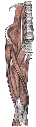 Musculatura de la pierna